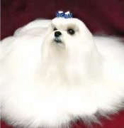 冬天宠物毛发静电怎么办？