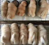 终于明白为什么这么多人把猫狗称为“毛孩子”
