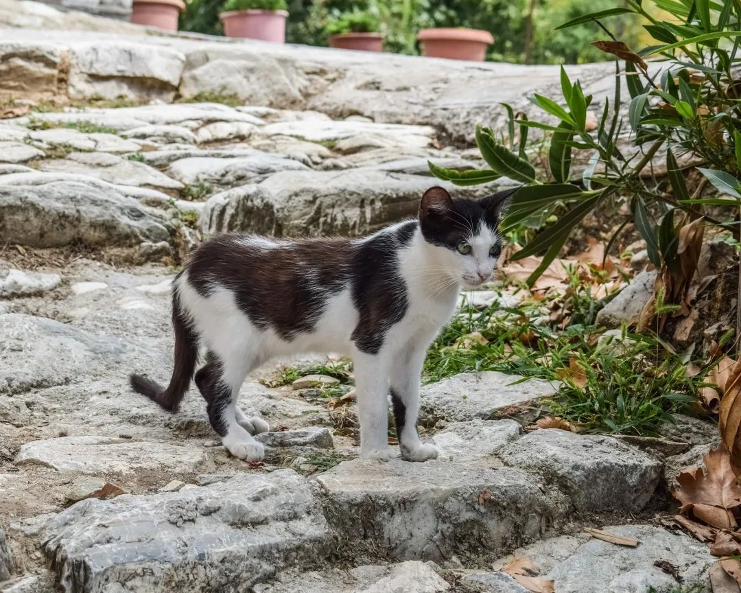 猫咪