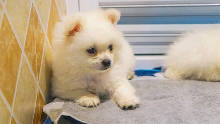 狗狗