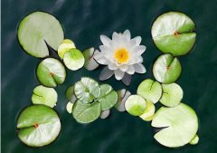 summer solstice 丨 summer flowers are brilliant, love is beautiful