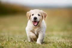 the relationship between mother dogs and puppies changes: from every second to living independently