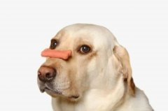 the eight reasons why dogs don't like to eat are all here!