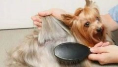 fall dog care tips
