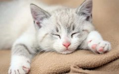super practical autumn cat tips, have you learned!
