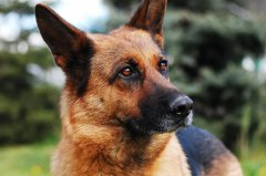 what is it like to have a german shepherd?