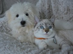 how to delay the aging of dogs, these points are very critical