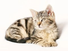 why do cats snore?