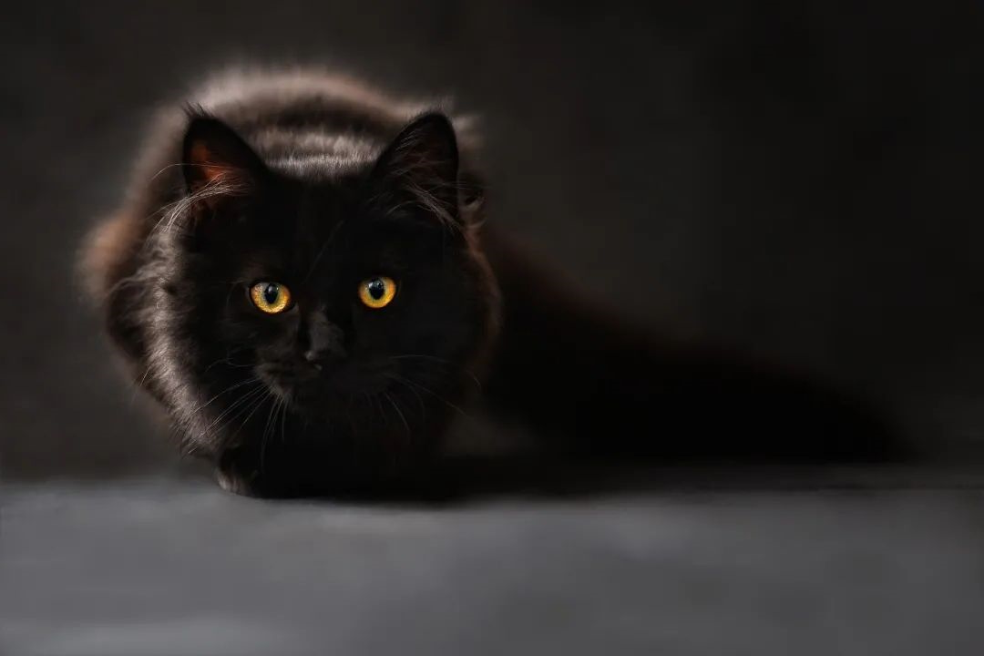 猫咪