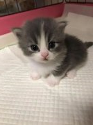 you know how old your cat is?