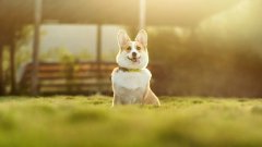 pet owners must know the common sense of autumn dog maintenance