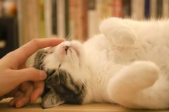 be wary! there are several manifestations that show that you are a "heavy cat lover"