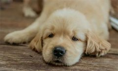 in autumn, dogs need to be extra "wary" of several types of diseases