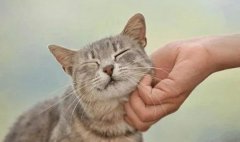 in the eyes of the cat, the owner touches it, which means these things