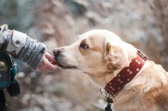 what does a high-quality pet owner look like?