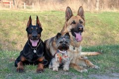 under what circumstances does a dog behave aggressively?
