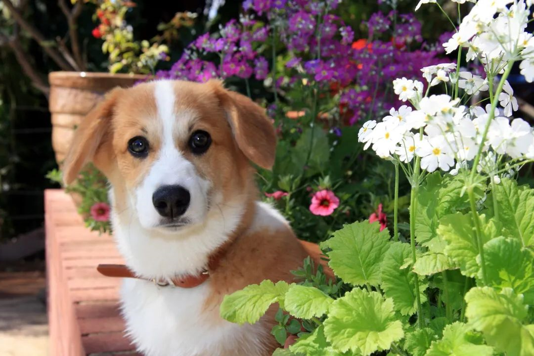 狗狗