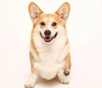 did you know that small dogs have very special needs that need special care?