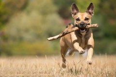 doing these five steps will allow you to train your dog with ease