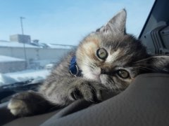 cat ownership must pay attention to the following details