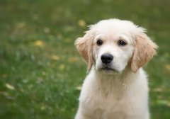winter is coming, so how do you bathe your dog in winter?