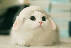 several manifestations of a cat feeling happy