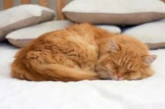 of these major hobbies of cat people, how many do your masters account for?