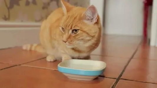 what if the cat doesn't like to drink water