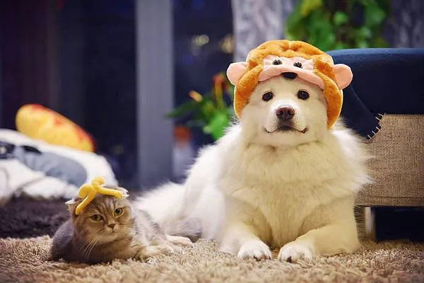 过年啦，家里的猫猫狗狗你是怎么安排的呢？快来看看
