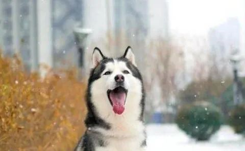 what should i do if my dog barks? these six tricks are taught to you