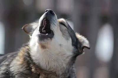 dog