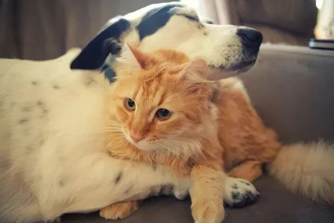 learn about pets in minutes – how often do pets take a bath?