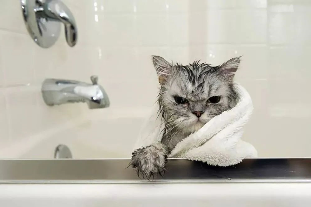 kitty