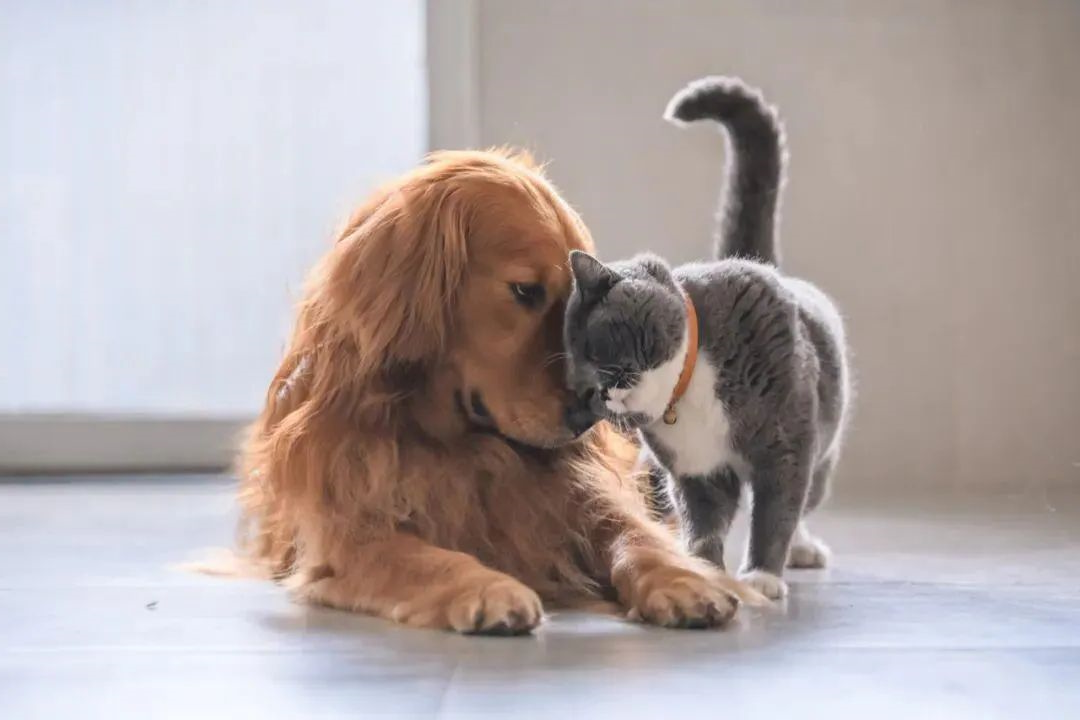cats and dogs