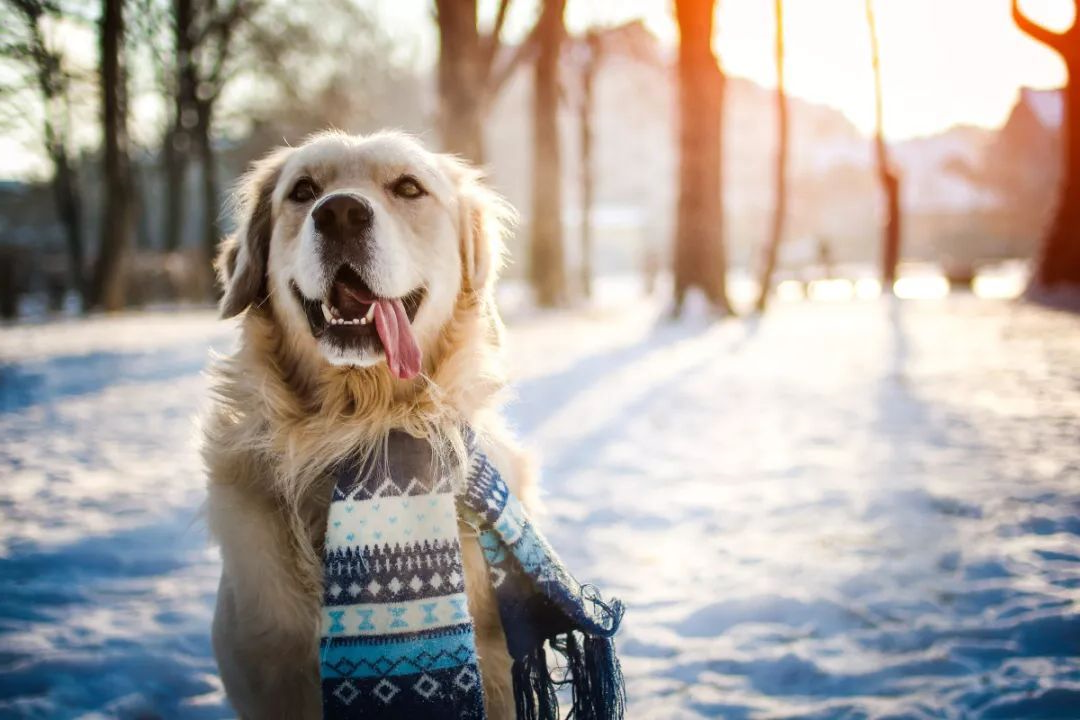 should the dog's food be heated in winter?