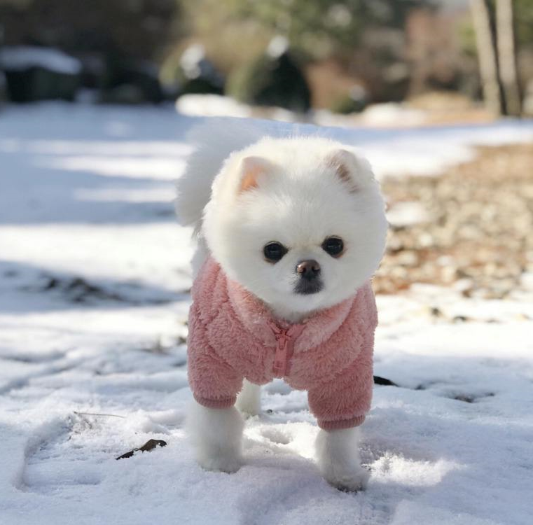 dog