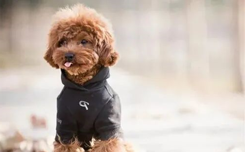 keep a dog, these "low-level mistakes" must not be made!