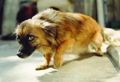 how to help dogs overcome their fears
