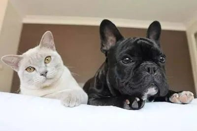 the reason why cats and dogs have become "wrongdoers" is no wonder that they are so fighting