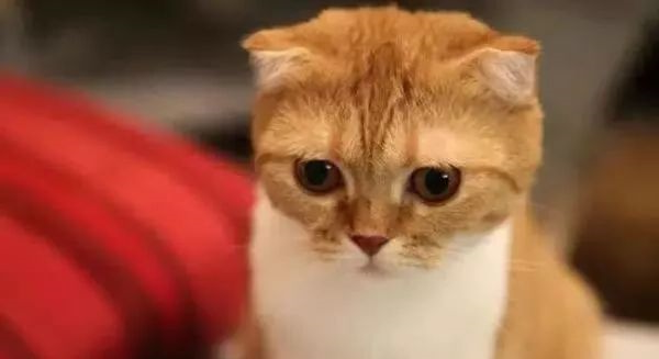 kitty