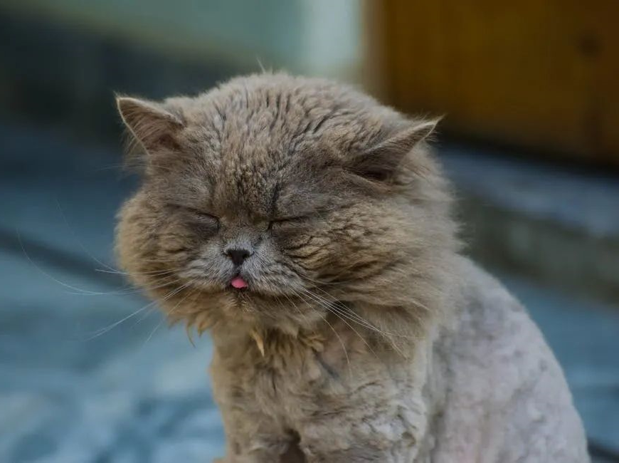 kitty