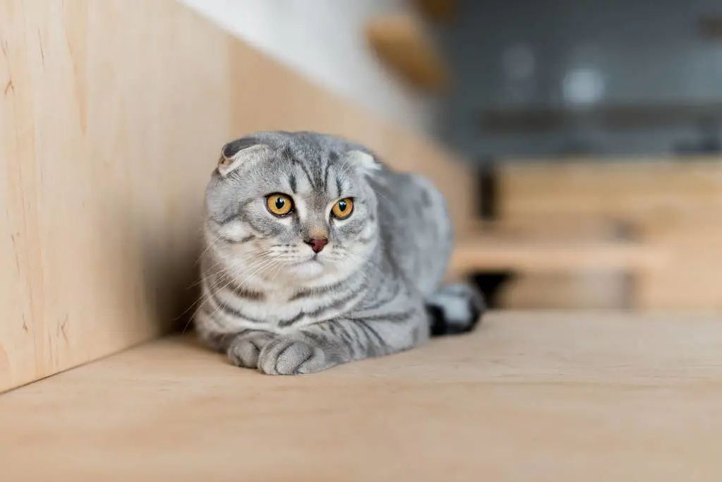 kitty