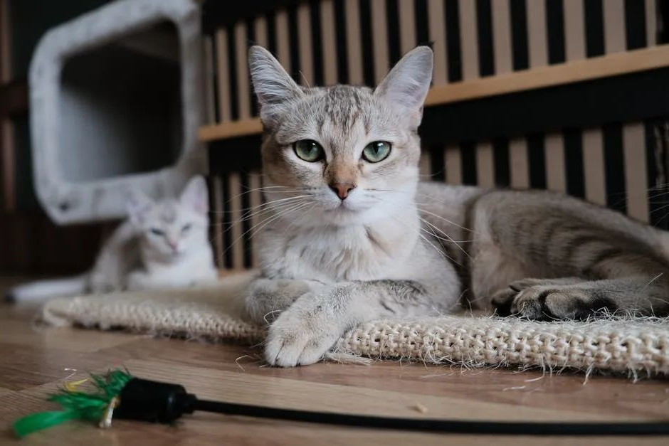 kitty