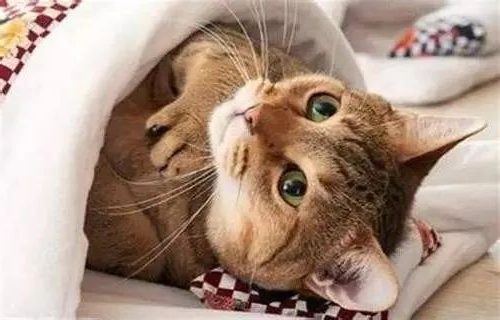 说出来你可能不信，猫咪过冬其实也有“南北差异”