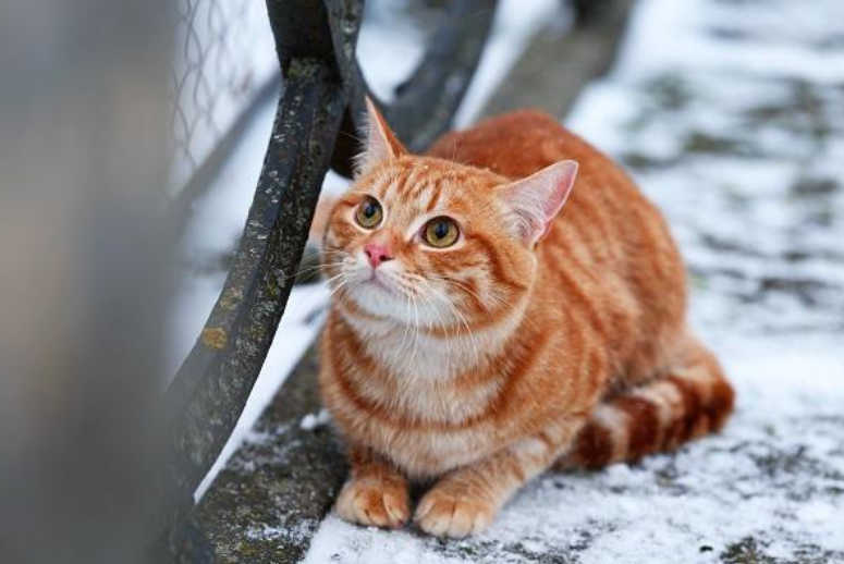 猫冬天突然胃口大增，还应警惕过度肥胖