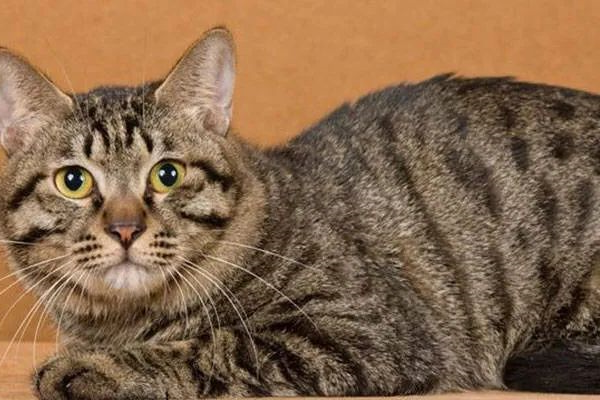 today we take stock of five popular pet cats, let's see if your cat is on the list?