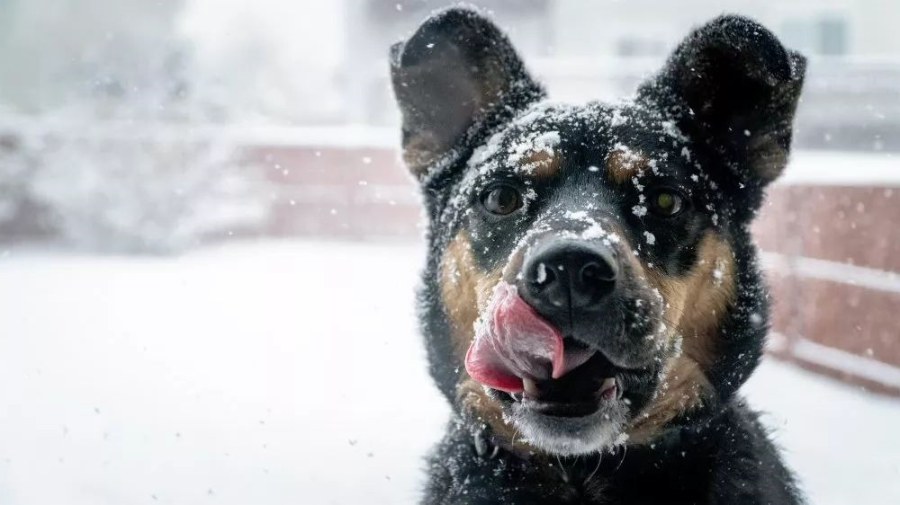 the "5 big mistakes" of raising dogs in winter, have you been recruited?