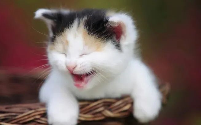 cats - huaxing pet food