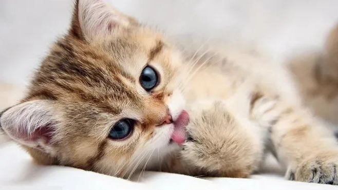 cats - huaxing pet food
