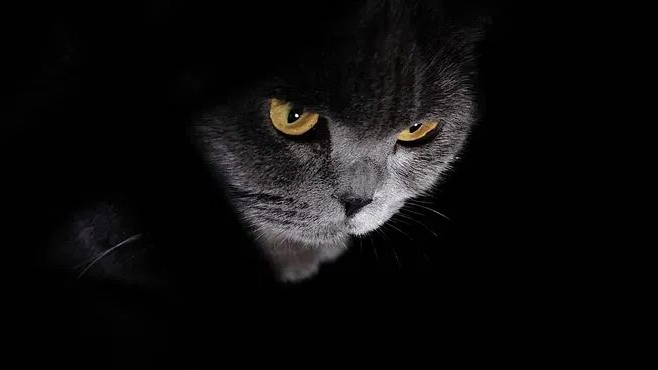 cats - huaxing pet food